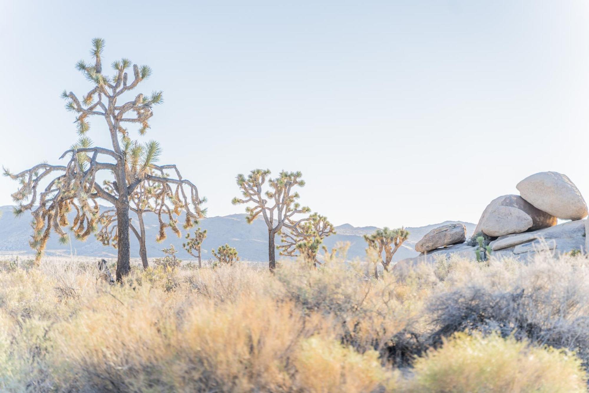 New Property! The Cactus Villas At Joshua Tree National Park - Pool, Hot Tub, Outdoor Shower, Fire Pit Twentynine Palms Buitenkant foto