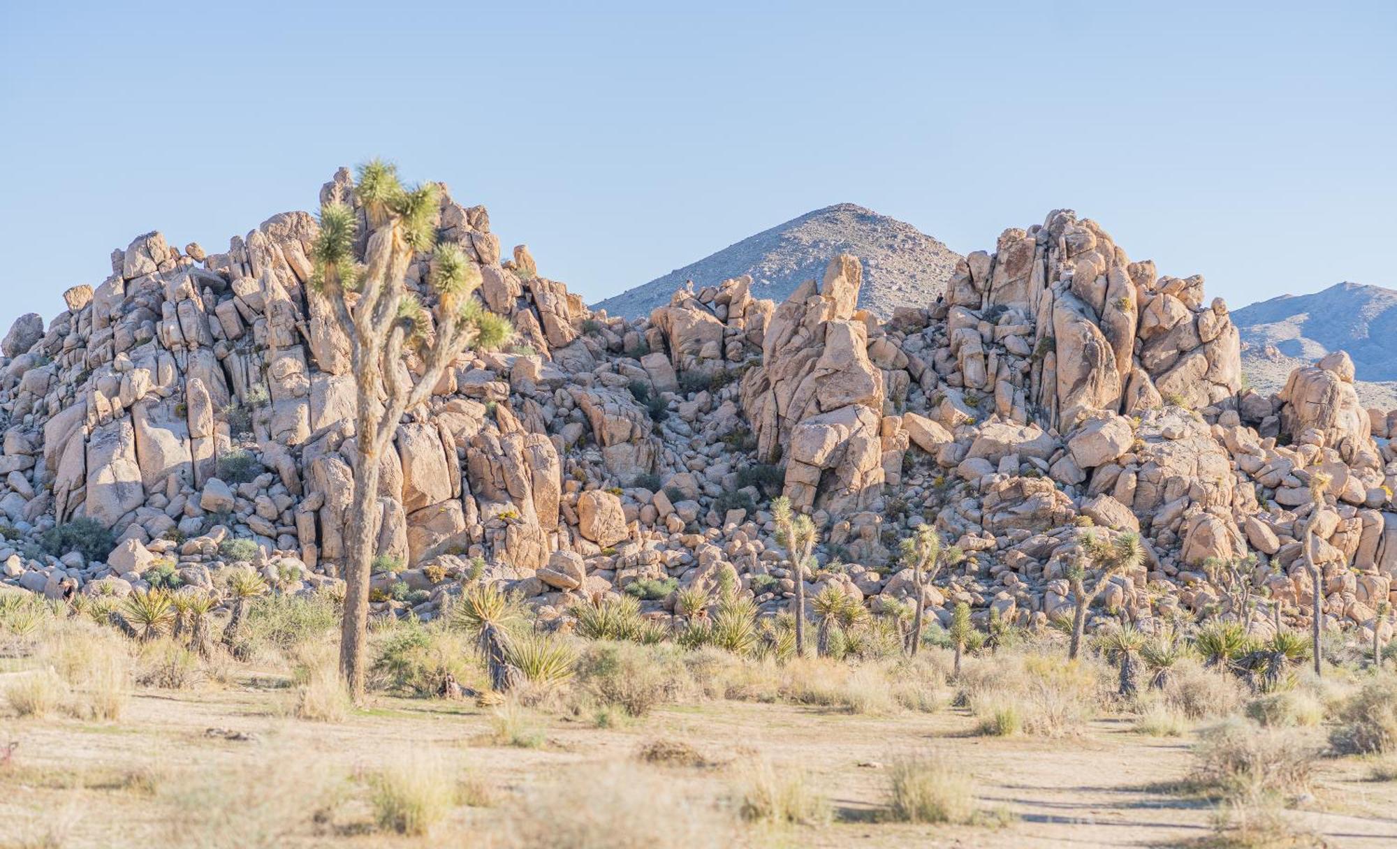 New Property! The Cactus Villas At Joshua Tree National Park - Pool, Hot Tub, Outdoor Shower, Fire Pit Twentynine Palms Buitenkant foto